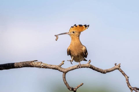Hoopoe (Upupa epops), perched on a branch with food in its beak, Lower Austria, Austria