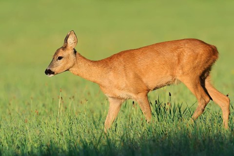 European roe deer (Capreolus capreolus), a doe standing in a meadow, North Rhine-Westphalia,