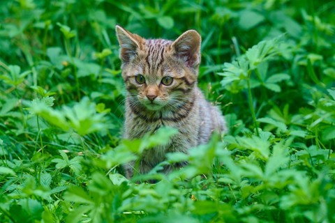 A small striped kitten sits curiously in the thick green grass, surrounded by fresh vegetation,