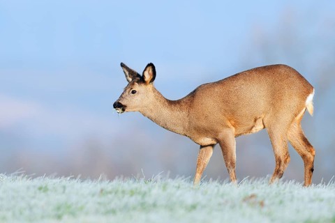 European roe deer (Capreolus capreolus), doe standing in a meadow with hoarfrost, Lower Saxony,