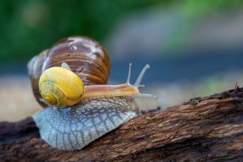 Burgundy snail, banded snails, cepaea, cepaea nemoralis, grove snail, hornworm snail, helicidae,