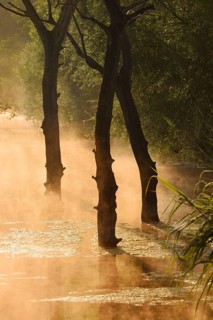 Dead trees in water at sunrise, North Rhine-Westphalia, Germany