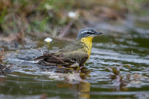 Motacilla Flava, Sheeptail, Western Yellow Wagtail, Meadowtail, Yellow Wagtail, Bath, Birds, Male,