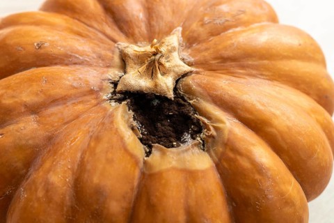 A close-up of a decaying pumpkin with a hollowed-out top. The surface is brown and wrinkled,