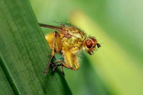 Yellow dung fly (Scathophaga stercoraria) with bright red eyes resting on a green leaf in England,