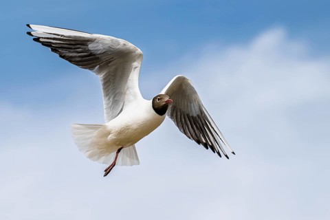 Black-headed Gull, Chroicocephalus ridibundus, bird in flight, England, United Kingdom