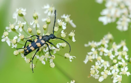 Cerambycidae, four-banded longhorn beetle, leptura quadrifasciata, strangalia quadrifasciata,