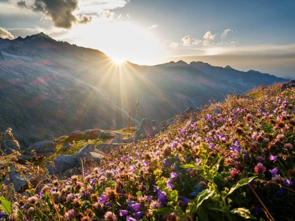 Mountain flowers in backlight, behind Schlieferspitze, Venice Group, Hohe Tauern National Park,