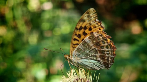 Butterfly, Emperor (Argynnis paphia), close-up of its brownish wings on a flower against a green