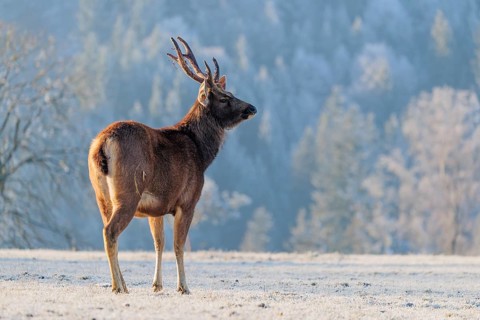 A Sambar stag (Rusa unicolor), stands in a frosted meadow in early morning light. Indian