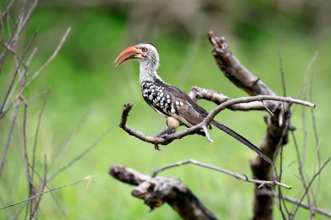 Mopanetoko (Tockus rufirostris), Southern Red-billed Hornbill, adult, perched, alert, Kruger