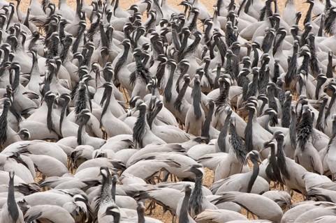 Maiden cranes at the feeding ground in the village of Kheechan, West Indian Desert, India.