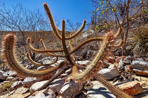Tangled cacti stretch across rocky terrain in a sun-drenched desert landscape, cacti of the genus