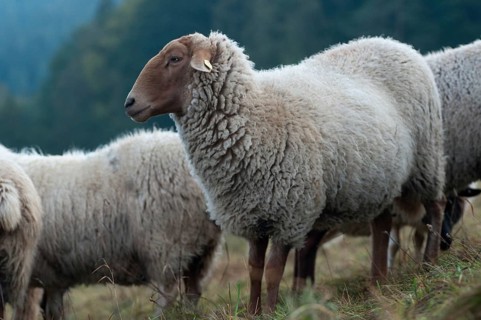 Artiodactyla, Coburg fox sheep, domestic sheep, even-toed ungulate, domestic sheep, Ovis Gmelini