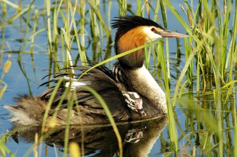 Animals, grebes, Great Crested Grebe, Podiceps christatus, with chicks, young bird, Germany
