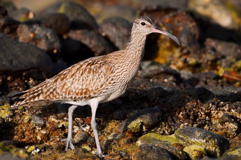 Whimbrel (Numenius phaeopus), Fuerteventura, Canary Islands, Spain