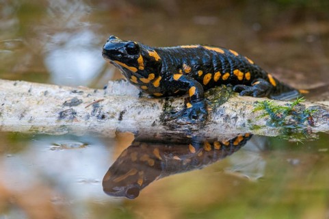 Fire salamander, salamandra salamandra, amphibians, amphibians, caudata, amphibians, amphibians,