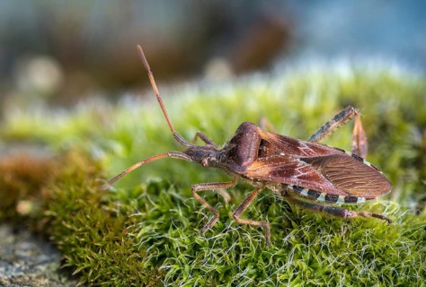 American pine bug, American cone bug, heteroptera, Leptoglossus occidentalis, neobiota, insects,
