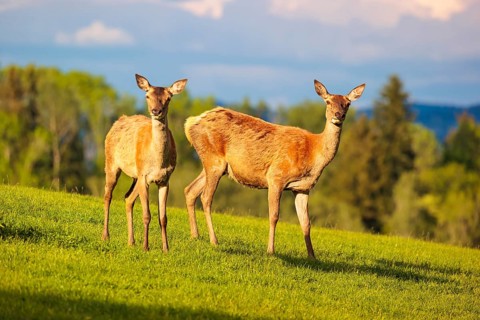 On a sunny morning, two female red deer (Cervus elaphus) stand in a meadow on hilly terrain at the