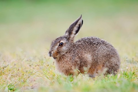 European hare (Lepus europaeus) sitting in a meadow and eating grasses, North Rhine-Westphalia,