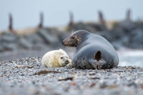 Grey seal (Halichoerus grypus), young seal with its mother, Nordesee, Heligoland,