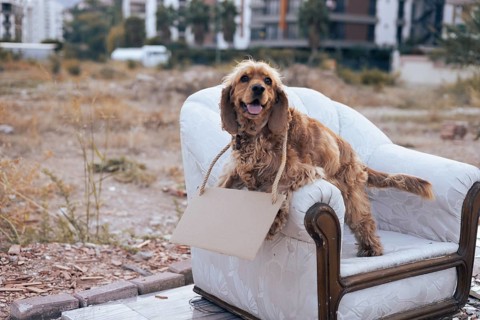 A cheerful dog perches on a vintage couch, holding a bag in its mouth. The setting features an