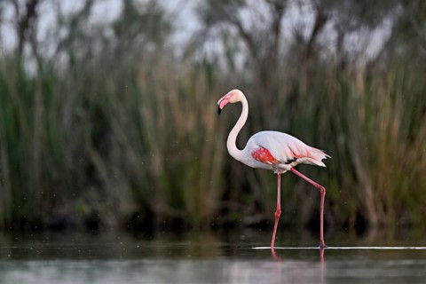A greater flamingo (Phoenicopterus roseus), standing in the water, Camargue Regional Nature Park,