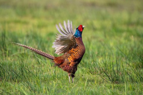 Courting pheasant (Common Pheasant), Dümmer, Lembruch, Lower Saxony, Germany