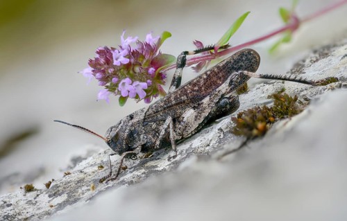 Acrididae, caelifera, field locusts, gomphocerinae, grasshoppers, short-feeler, psophus stridulus,