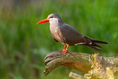 Inca tern (Larosterna inca) sitting on a branch, captive, distribution south america