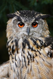 European eagle owl (Bubo bubo), portrait, North Rhine-Westphalia, Germany