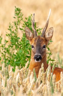 Roe deer (Capreolus capreolus) in a cereal field, close-up, Vechta, Lower Saxony, Germany