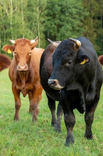 Artiodactyla, Bavaria, Bos Taurus sspec.5, cattle, even-toed ungulate, high-altitude cattle, Upper