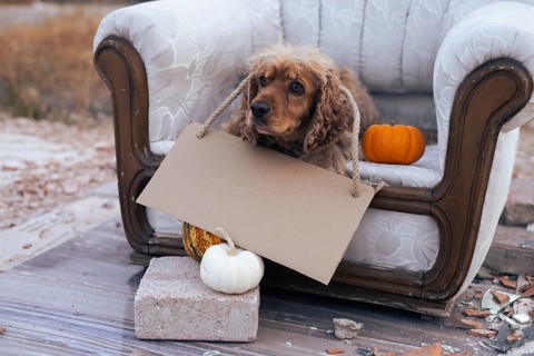 A cheerful dog sits comfortably on a vintage sofa, holding a blank sign with a rope. The cozy