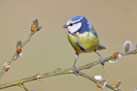 Blue Tit (Parus caeruleus), perched on a twig of a goat willow (Salix caprea), with catkins,