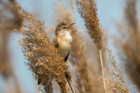 Acrocephalus Arundinaceus, Brandenburg, Germany, throttle warbler, Great Reed Warbler, Nabu, Nabu