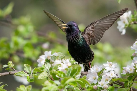 Star, Starling, Sturnus vulgaris, courtship behavior, birds, courtship display, spring, song,