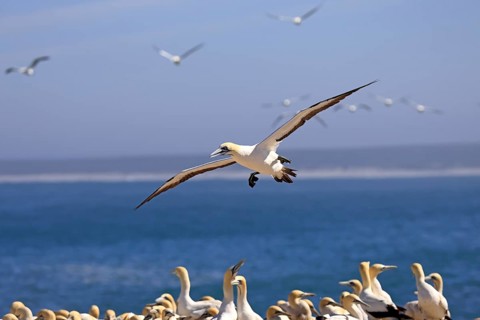 Cape Gannet (Morus capensis), adult, in flight, Lamberts Bay, Western Cape, South Africa