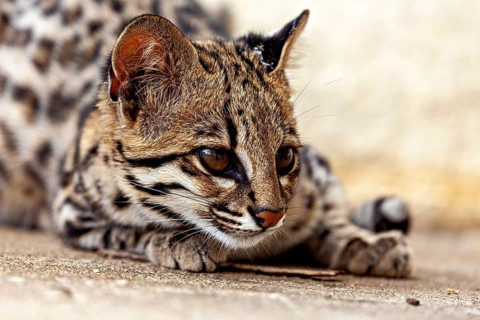 The cat appears curious and alert as it lies on the ground. A tiger cat in an enclosure in