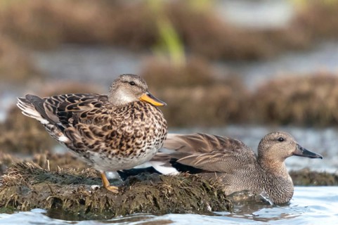 Anas Strepera, Gadwall, Mareca Strepera, Middle Duck, Schnatterente, Anatidae, Birds, Ducks, Ducks,