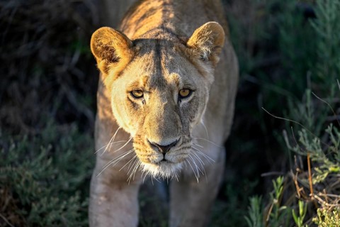 Lioness (Panthera leo) near Atzaró Camp, portrait, Okavango Delta, North-West District, Botswana