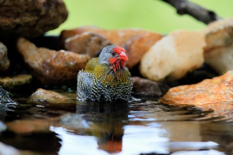 Melba's Bunting (Pytilia melba), adult male, in the water, bathing, Kruger National Park, South