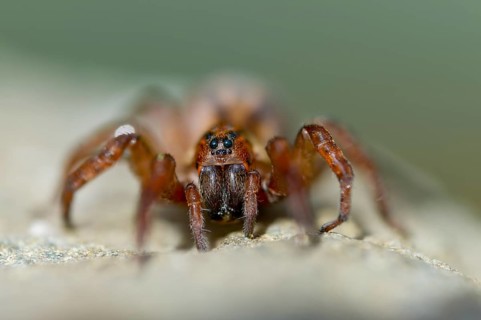 Arachnida, earthwolf spider, common night wolf, night wolf, arachnids, trochosa terricola, trochosa