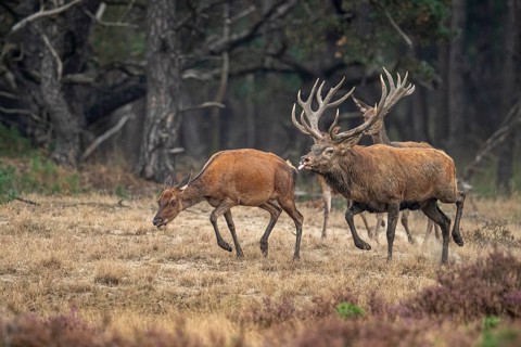 Red deer (Cervus elaphus), drive, Hoenderloo, Gelderland, Netherlands