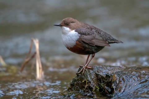 Cinclus cinclus, dippers, birds, passeri, songbirds, songbirds, birds