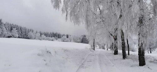 Snowy dirt road lined with winter trees in a quiet landscape, Lauenstein, Ludwigsstadt, Frankenwald