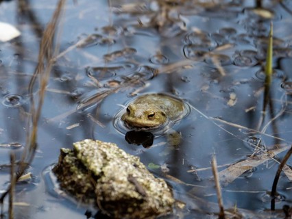 Common toad (Bufo), Tonkuhle, Hildesheim, Germany