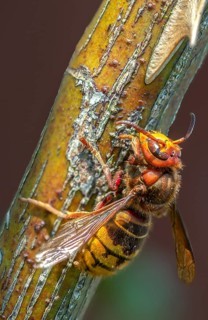 European hornet, hymenoptera, vespa crabro, wrinkle wasps, high size, portrait format, hornet,