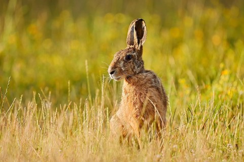 A brown hare (Lepus europaeus) sitting in a meadow, North Rhine-Westphalia, Germany