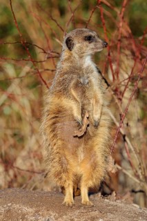 A suricate (Suricata suricatta) stands alertly in the beautiful light, observing its surroundings.